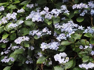 Hydrangea ‘Fireworks Blue’