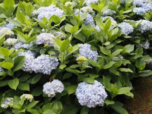 Hydrangea ‘Joseph Banks’