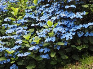 Hydrangea ‘Taube’