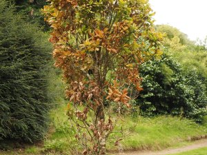 Quercus robur ‘Fastigiata’