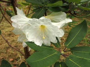 Rhododendron serotinum (6282)