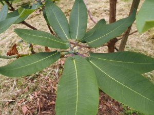 Rhododendron serotinum (6282)