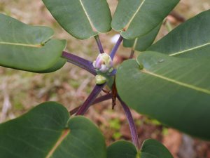 Rhododendron serotinum (6282)