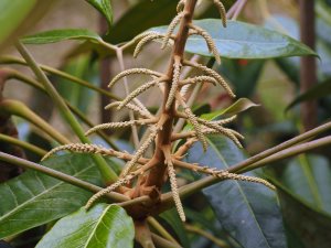 Schefflera delavayi