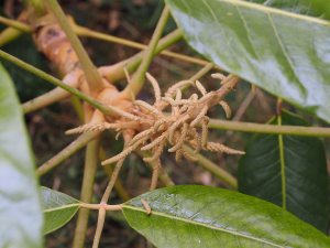 Schefflera delavayi