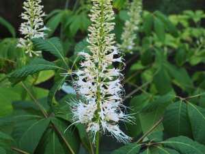 Aesculus parviflora