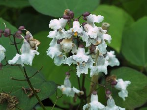 Catalpa x erubescens ‘Purpurea’