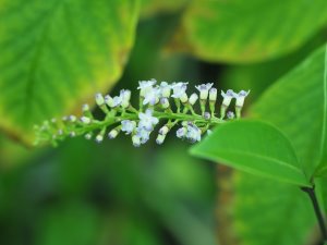 Citharexylum quadrangulare