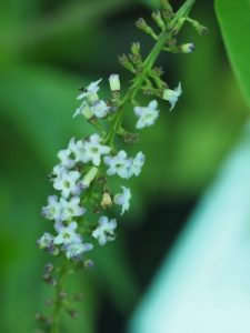 Citharexylum quadrangulare