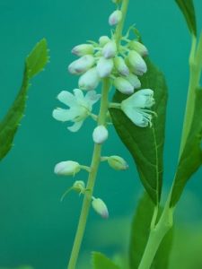 Clethra alnifolia