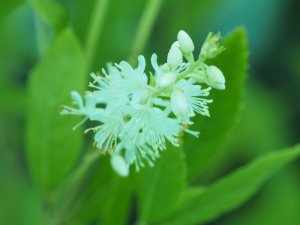 Clethra fargesii