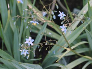 Dianella caerulea ‘Cassa Blue’