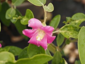 Lagunaria patersonii