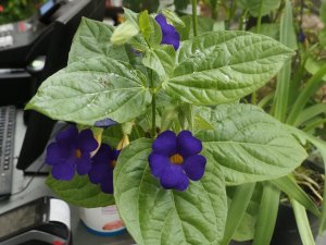 Thunbergia ‘Battiscombei’