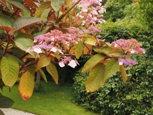 Another different unnamed Hydrangea