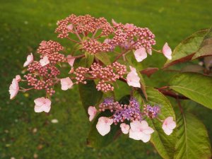 Another different unnamed Hydrangea