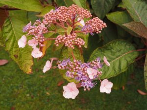 Another different unnamed Hydrangea