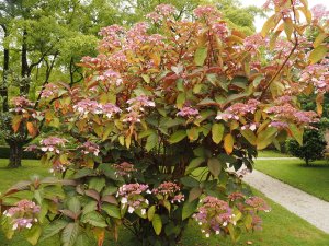 Another different unnamed Hydrangea