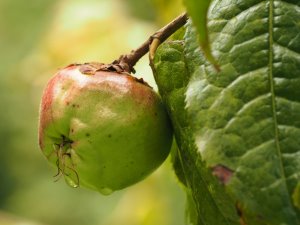 Camellia trichocarpa