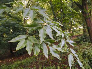 Carpinus rankanensis