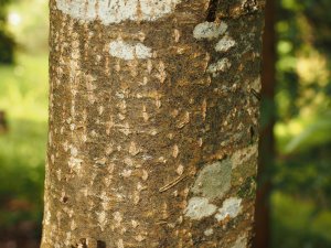 Carpinus rankanensis