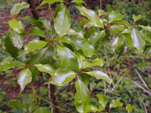 Cinnamomum chekiangensis from Taiwan