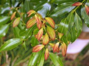 Cinnamomum ? from Taiwan