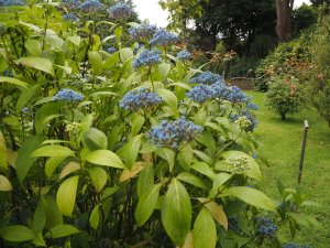 Didrangea ‘Cambridge Blue’