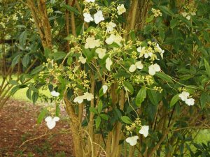 Hydrangea angustipetala