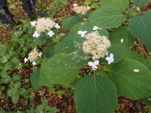 Hydrangea arborescens ‘Radiata’