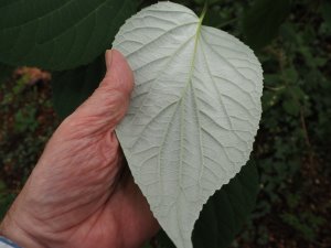 Hydrangea arborescens ‘Radiata’