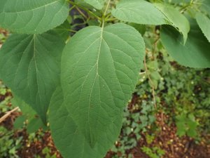 Hydrangea arborescens ‘Radiata’