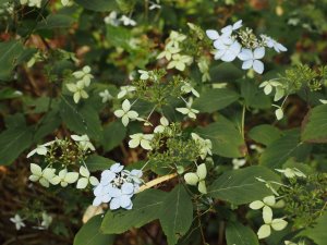 Hydrangea chinensis