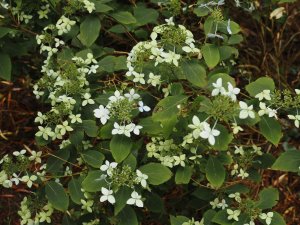 Hydrangea chinensis