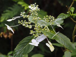 Hydrangea indochinensis