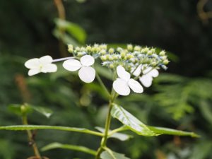 Hydrangea indochinensis