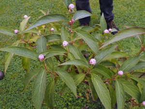 Hydrangea longifolia