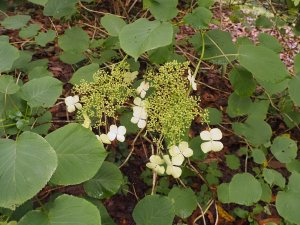 Hydrangea longipes