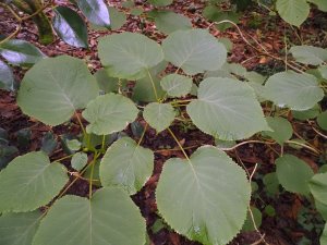 Hydrangea longipes