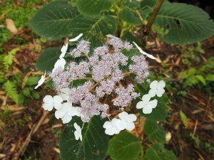 Hydrangea sargentiana