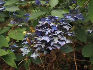 Hydrangea serrata