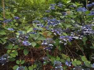 Hydrangea serrata