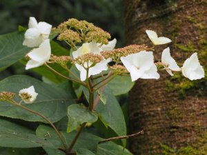 Hydrangea villosa