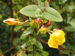 Hypericum beanie (2858)