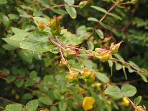 Hypericum beanie (2858)