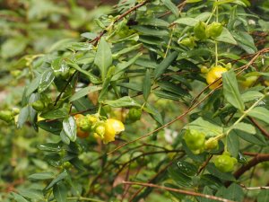 Hypericum hookerianum