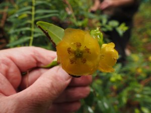 Hypericum hookerianum