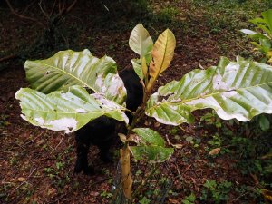 Magnolia henryi