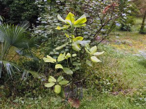 Magnolia sharpii