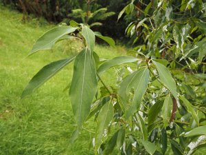 Neolitsea acuminatissima (TFRI 0272)